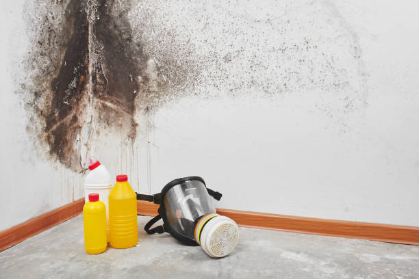 Best Affordable Mold Removal  in Maugansville, MD