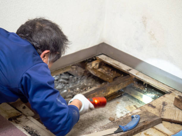 Best Mold Testing  in Maugansville, MD