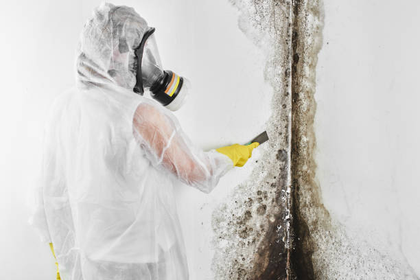 Best Crawl Space Mold Removal  in Maugansville, MD