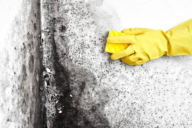 Best Mold Remediation Experts  in Maugansville, MD