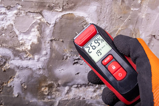 Best Mold Damage Repair  in Maugansville, MD