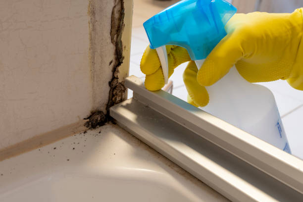 Best Mold Inspection  in Maugansville, MD