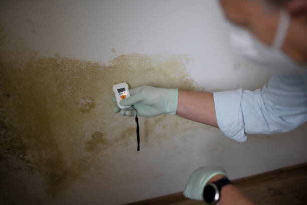 Best Attic Mold Removal  in Maugansville, MD