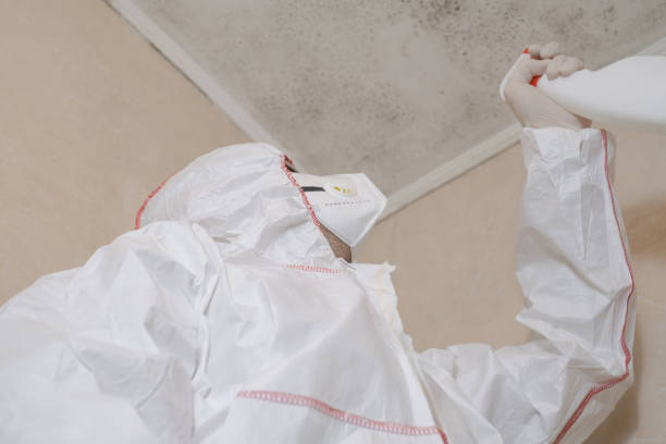 Best Black Mold Removal  in Maugansville, MD
