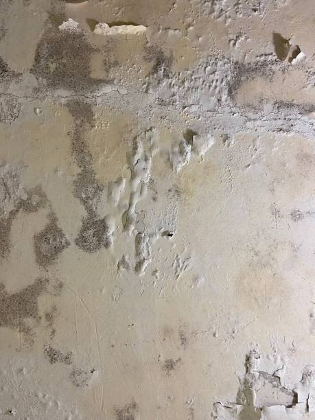 Professional Mold Removal in Maugansville, MD