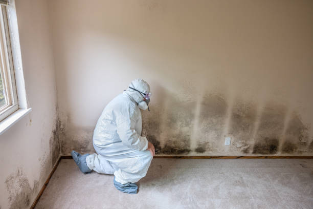 Mold Removal Process in Maugansville, MD