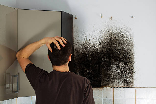 Best Professional Mold Removal  in Maugansville, MD