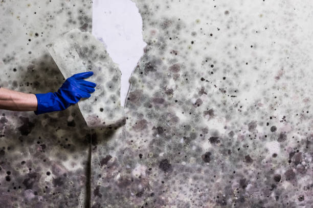Best Water Damage Restoration  in Maugansville, MD