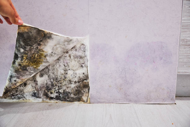 Best Home Mold Removal  in Maugansville, MD